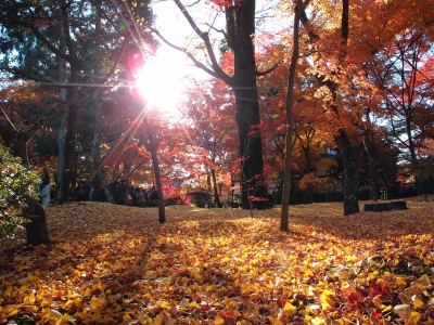 soku_23319.jpg :: 風景 自然 紅葉 落ち葉の絨毯 