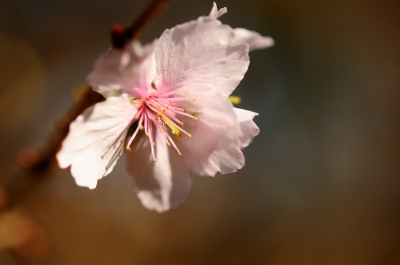 soku_23353.jpg :: 植物 花 桜 サクラ 冬桜 