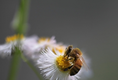 soku_23375.jpg :: 花と蜂 