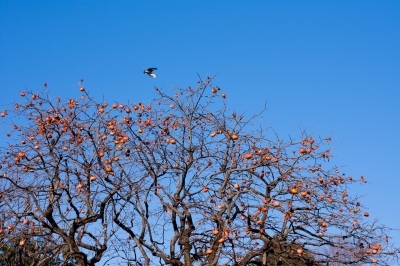 soku_23495.jpg :: 柿 空 鳥 鳥の木 