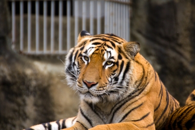 soku_23516.jpg :: 動物 哺乳類 虎 トラ 動物園 動物園 愛媛県立とべ動物園 