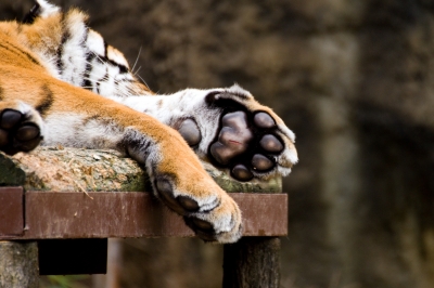 soku_23517.jpg :: 動物 哺乳類 虎 トラ 動物園 動物園 愛媛県立とべ動物園 