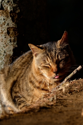 soku_23774.jpg :: 動物 哺乳類 猫 ネコ 