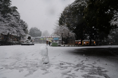 soku_23822.jpg :: 上野動物園 雪 