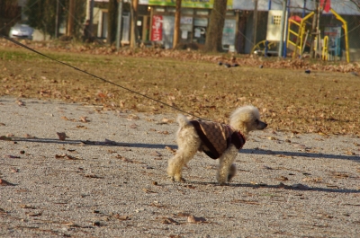 soku_23857.jpg :: 公園 散歩 犬 動物 トイプードル 