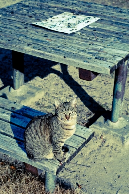 soku_23873.jpg :: 動物 哺乳類 猫 ネコ 
