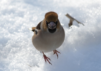 soku_23881.jpg :: 動物 野鳥 シメ 