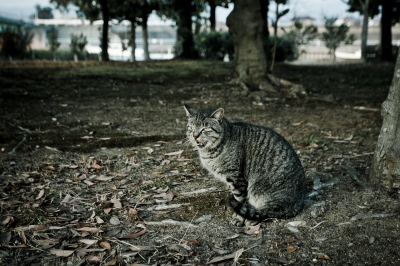 soku_23953.jpg :: 動物 哺乳類 猫 ネコ 