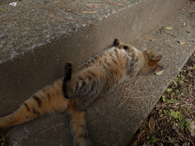 soku_23968.jpg :: 動物 哺乳類 猫 ネコ 
