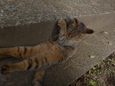 soku_23969.jpg :: 動物 哺乳類 猫 ネコ 