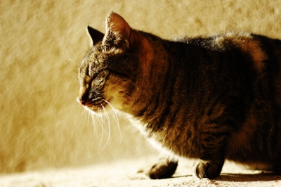 soku_24054.jpg :: 動物 哺乳類 猫 ネコ 