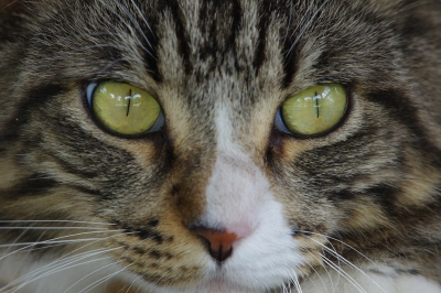 soku_24104.jpg :: 動物 哺乳類 猫 ネコの目 