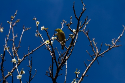 soku_24197.jpg :: 動物 鳥 野山の鳥 メジロ 植物 花 梅 ウメ 