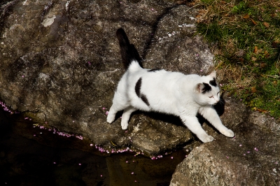 soku_24291.jpg :: 動物 哺乳類 猫 ネコ 