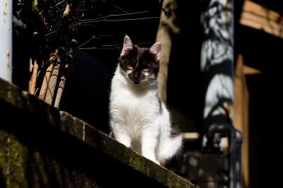 soku_24293.jpg :: 動物 哺乳類 猫 ネコ 