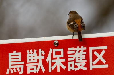 soku_24297.jpg :: 動物 鳥 野山の鳥 ジョウビタキ 