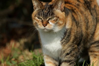 soku_24314.jpg :: 動物 哺乳類 猫 