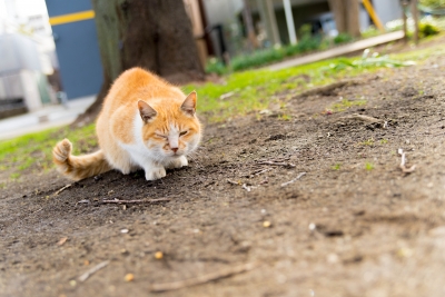 soku_24318.jpg :: 動物 哺乳類 猫 ネコ 