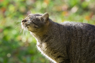 soku_24321.jpg :: 動物 哺乳類 猫 ネコのミスト 
