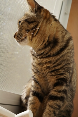 soku_24323.jpg :: 動物 哺乳類 猫 窓際ネコ 