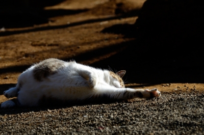 soku_24329.jpg :: 動物 哺乳類 猫 ネコ 