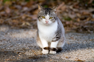 soku_24442.jpg :: 動物 哺乳類 猫 ネコ 