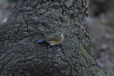 soku_24455.jpg :: 動物 野鳥 ルリビタキ 