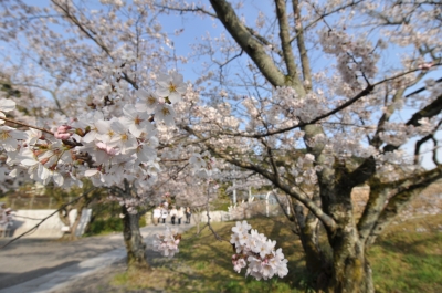 soku_24462.jpg :: 桜 春 