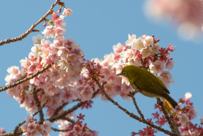 soku_24526.jpg :: 植物 花 桜 サクラにメジロ 