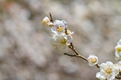 soku_24702.jpg :: 植物 花 梅 ウメ 