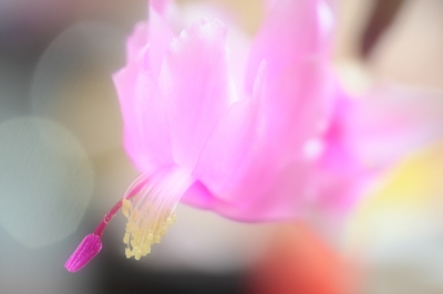 soku_24713.jpg :: 植物 花 ピンクの花 