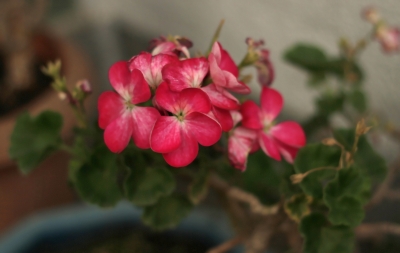 soku_24724.jpg :: 植物 花 ピンクの花 
