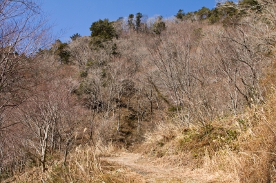soku_24727.jpg :: 風景 自然 森林 