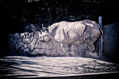 soku_24757.jpg :: 動物園 上野動物園 動物 哺乳類 サイ 