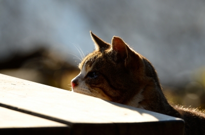 soku_24767.jpg :: 動物 哺乳類 猫 ネコ 