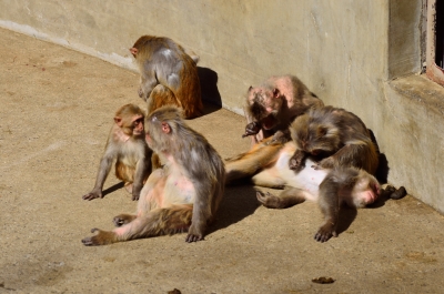 soku_24771.jpg :: 動物 哺乳類 井の頭自然文化園 アカゲザル 