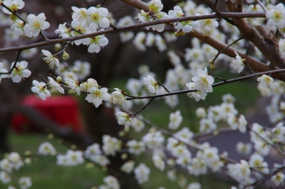 soku_24793.jpg :: 植物 梅 花 庭園 土佐山嫁石の梅 