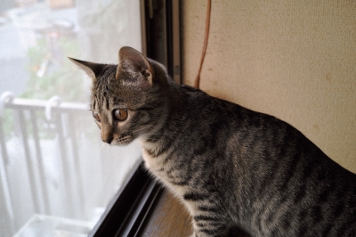 soku_24861.jpg :: 動物 哺乳類 猫 窓際ネコ 