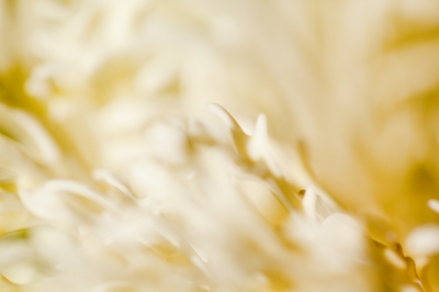 soku_24910.jpg :: 植物 花 白い花 