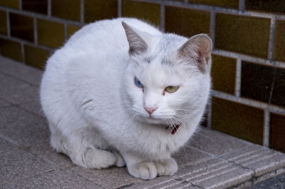 soku_24916.jpg :: 動物 哺乳類 猫 ネコ 