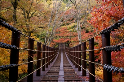 soku_24956.jpg :: 風景 自然 森林 紅葉林 吊り橋 