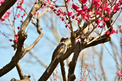 soku_25023.jpg :: 鳥 野山の鳥 ツグミ 