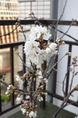 soku_25106.jpg :: 植物 花 桜 サクラ 