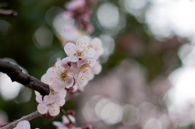 soku_25126.jpg :: 植物 花 桜 サクラ 