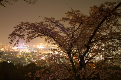 soku_25128.jpg :: 植物 花 桜 サクラ 夜桜 