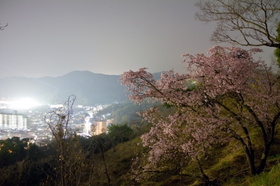 soku_25129.jpg :: 植物 花 桜 サクラ 夜桜 