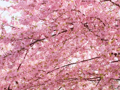 soku_25152.jpg :: 桜 植物 