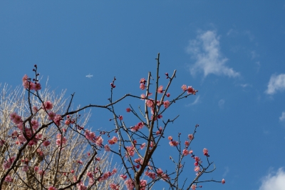 soku_25158.jpg :: 植物 花 梅 ウメ 風景 自然 空 飛行機 