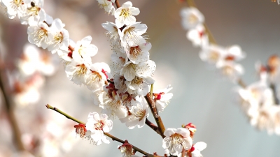 soku_25176.jpg :: 植物 花 桜 サクラ 