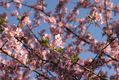 soku_25195.jpg :: 植物 花 桜 サクラ 